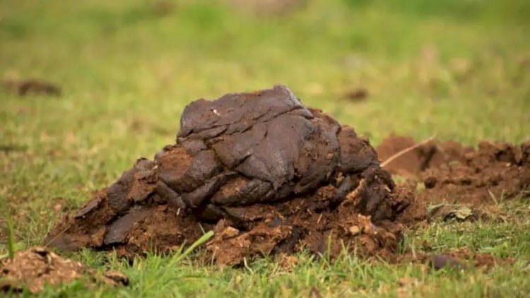 रायबरेली- 30 करोड़ का चारा खा गए गोवंश, मगर गोबर का कोई हिसाब नहीं!