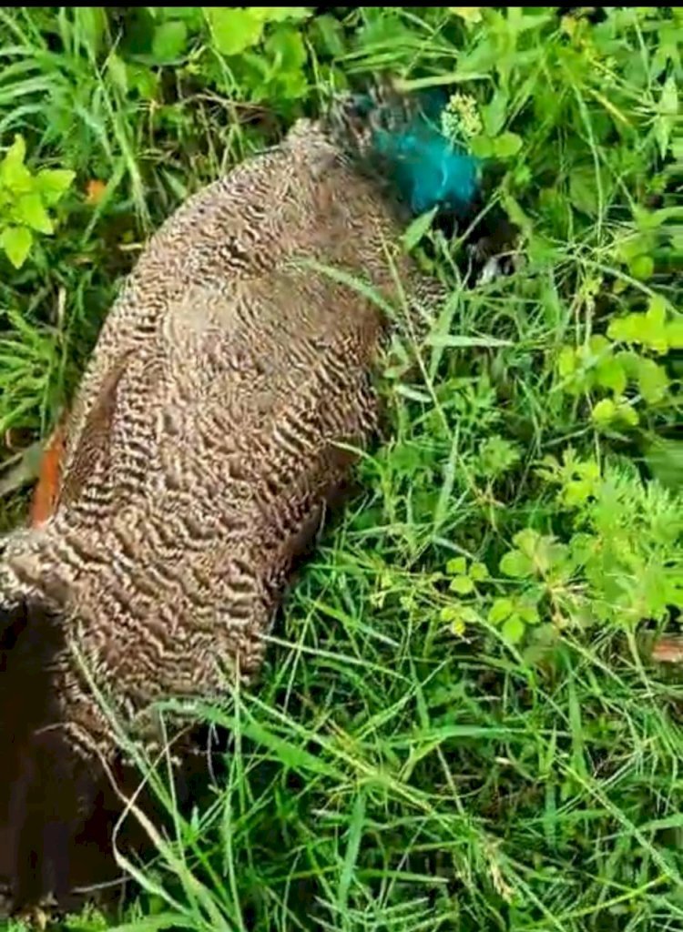 रायबरेली-विद्युत करंट की चपेट में आकर राष्ट्रीय पक्षी की मौत 