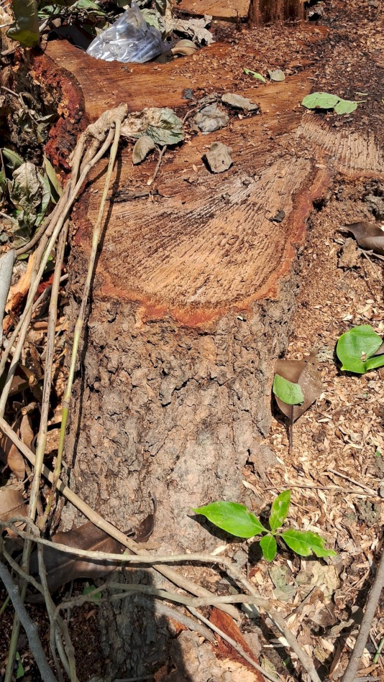 रायबरेली-लकड़कट्टो के हौसले बुलंद नहीं कस पा रहा शिकंजा वन विभाग* 