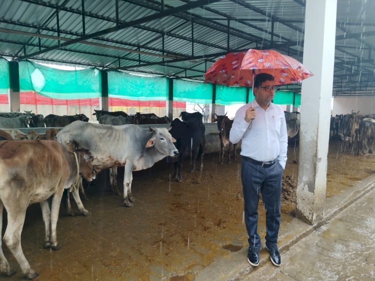 रायबरेली- ऊंचाहार एसडीएम नें गौशालों का किया निरिक्षण दिये निर्देश,,