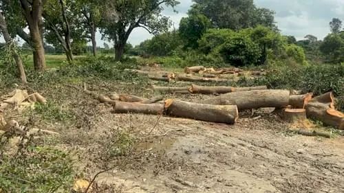 रायबरेली में वन दरोगा और लकड़ी माफिया के गठजोड से चल रहा है हरियाली पर आरा,FIR दर्ज