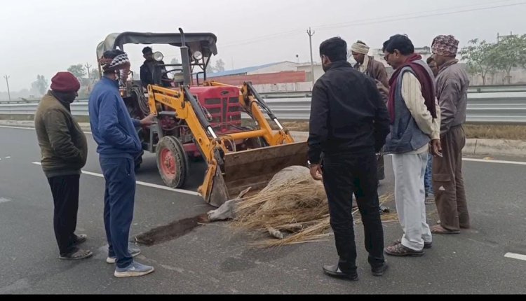 रायबरेली- अज्ञात वाहन ने राजमार्ग पर तीन  गोवंशो को रौंदा,दो की मौत,एक गंभीर 