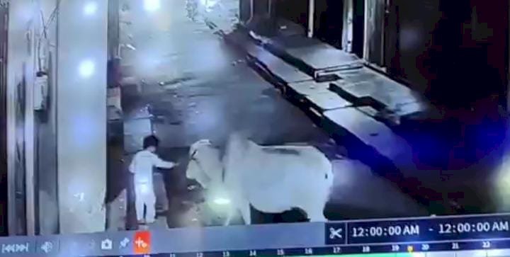 रायबरेली - सांड के हमले का लाइव वीडियो आया सामने, मासूम हुआ घायल