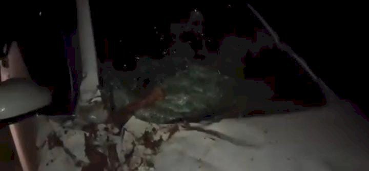 रायबरेली - नीलगाय को बचाने में कार अनियंत्रित होकर पेड़ से टकराई