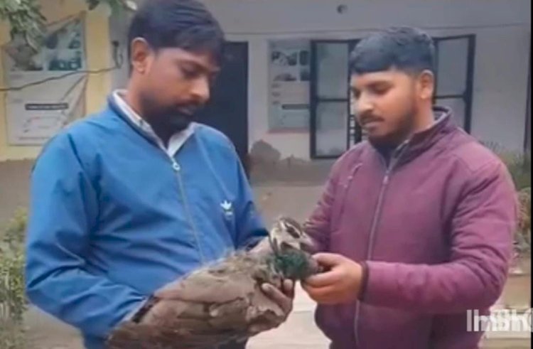 रायबरेली-लाइनमैन की सूझबूझ से राष्ट्रीय पक्षी को मिला नया जीवन