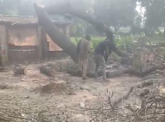 रायबरेली: ऊंचाहार में प्रतिबंधित नीम के पेड़ों पर चल रहा आरा, वन विभाग की कार्यप्रणाली पर उठे सवाल