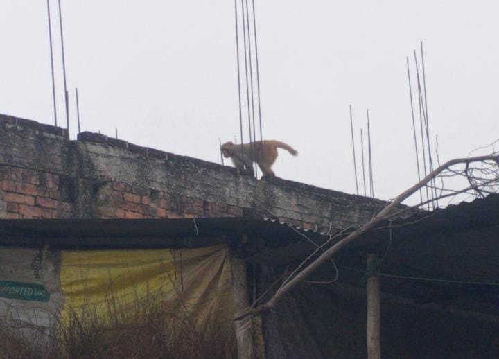 रायबरेली-मऊगर्वी गांव में बंदरों का आतंक, ग्रामीण बेहाल और परेशान