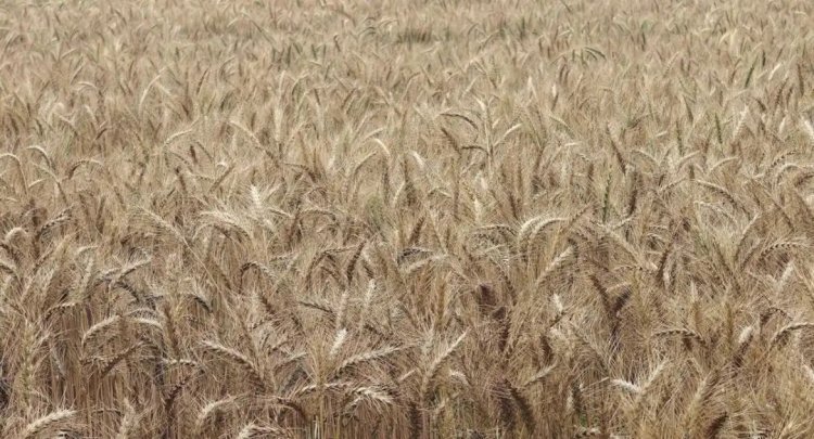 हरियाणा के भिवानी में कुदरत का कहर, बेमौसमी बारिश और तेज धूप ने छीनी किसानों की मुस्कान; सरसों की फसल बर्बाद