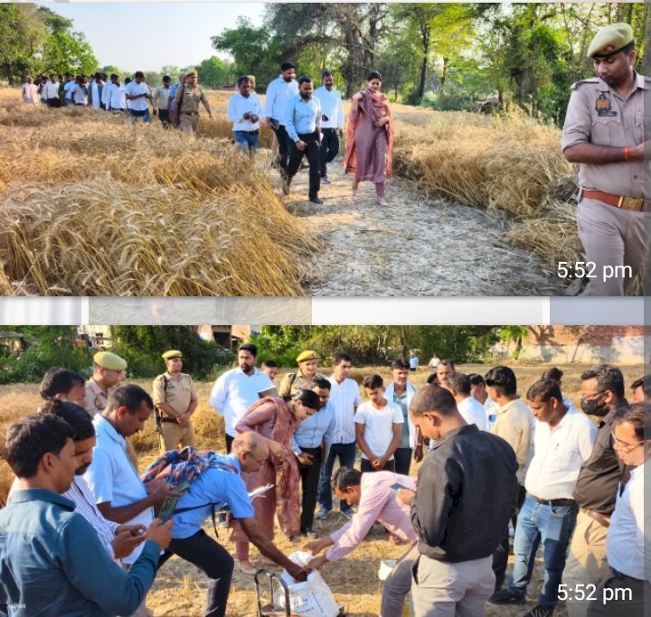 रायबरेली-जिलाधिकारी ने क्रॉप कटिंग कराकर गेहूँ की उत्पादकता का किया आकलन