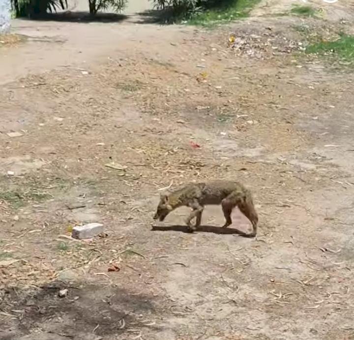 रायबरेली-थाना परिसर में दिखा पागल सियार का आतंक, सिपाही व कुत्ते के बच्चों को बनाया निशाना, वीडियो वायरल